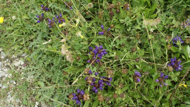 Prunella grandiflora (Lamiaceae)